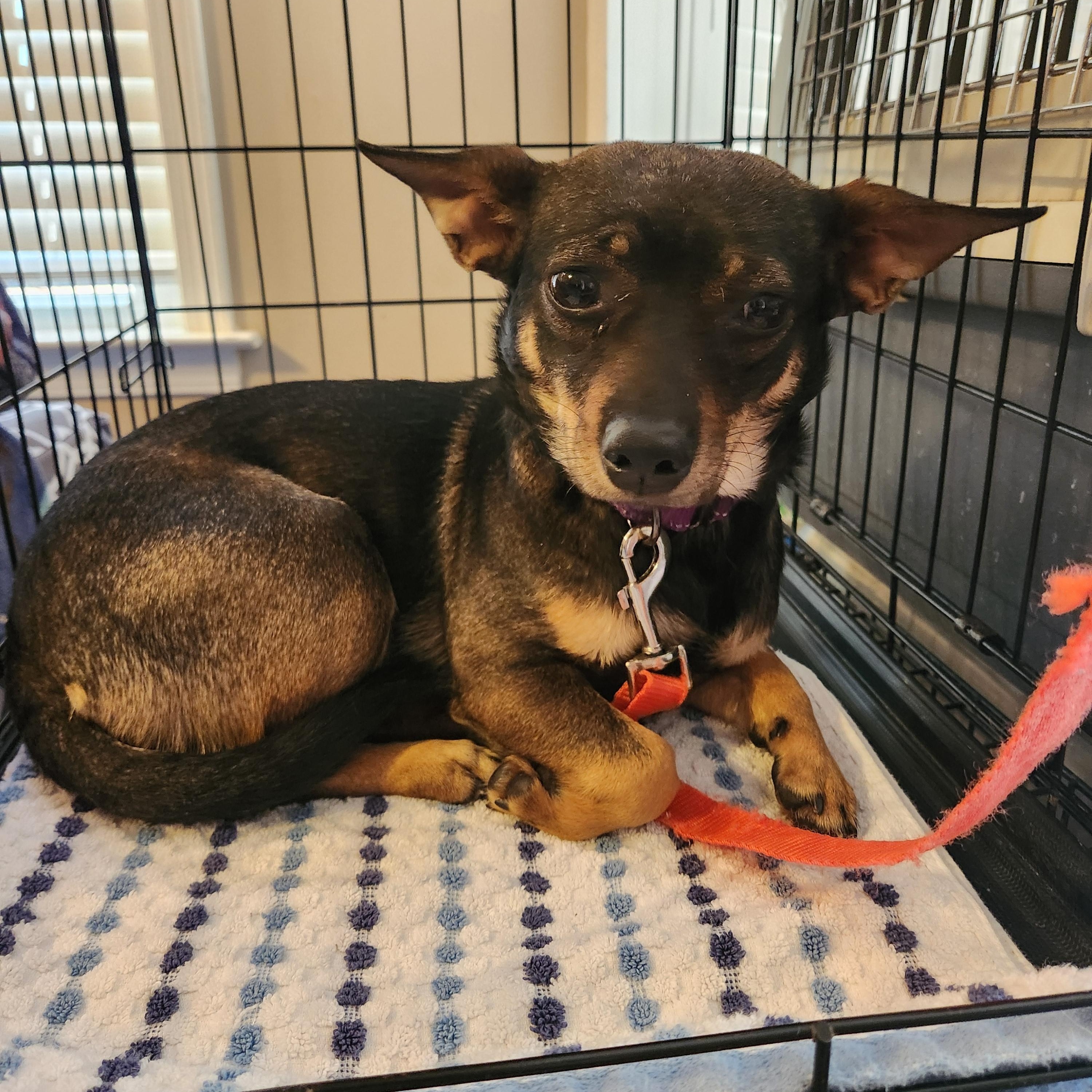 ROSIE , an adopted mixed breed in Troutman, NC image 4/5