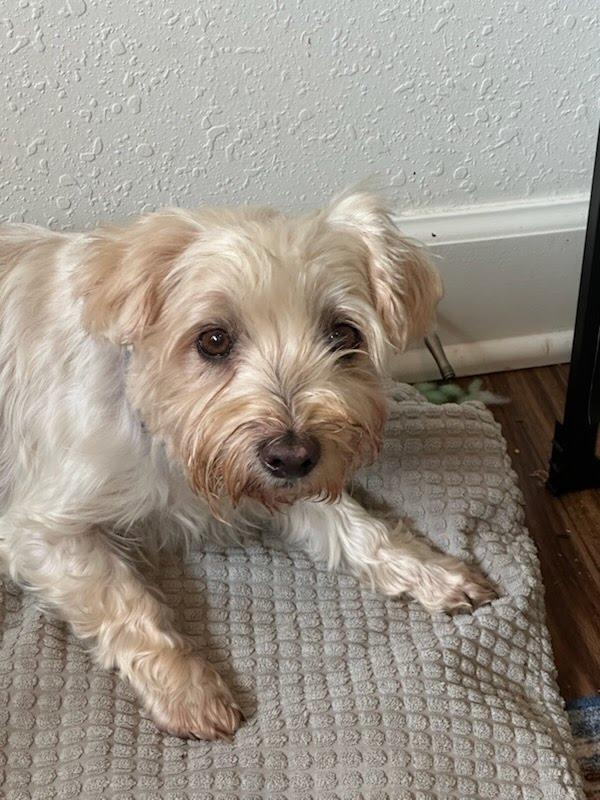 Enlarge Peanut (bonded with Sweetie), a Adoptable mixed breed in Knoxville, TN image 1/6