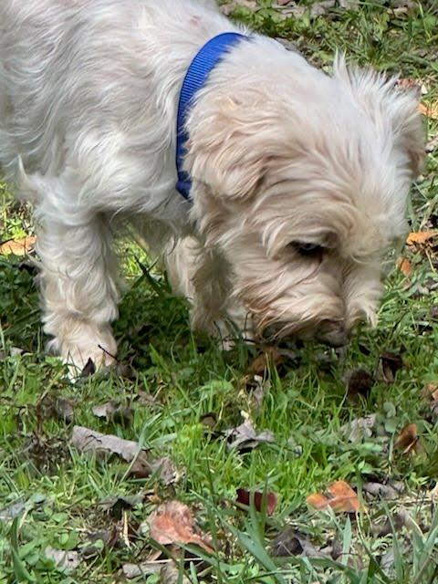 Enlarge Peanut (bonded with Sweetie), a Adoptable mixed breed in Knoxville, TN image 2/6