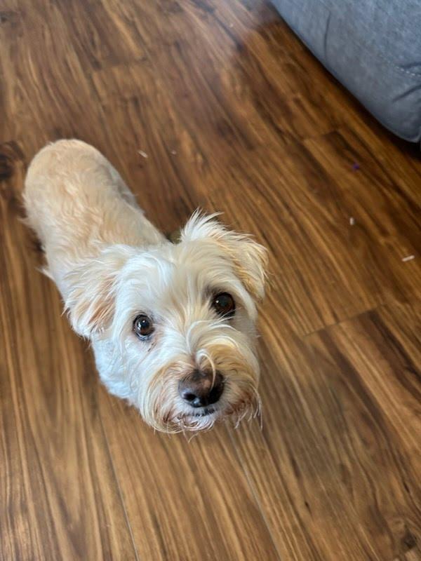 Enlarge Peanut (bonded with Sweetie), a Adoptable mixed breed in Knoxville, TN image 3/6