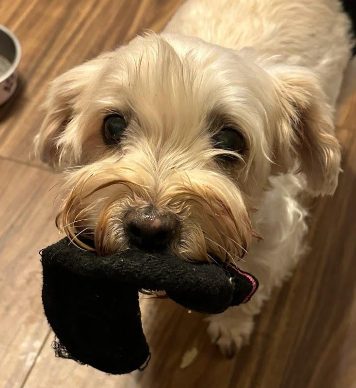 Enlarge Peanut (bonded with Sweetie), a Adoptable mixed breed in Knoxville, TN image 4/6