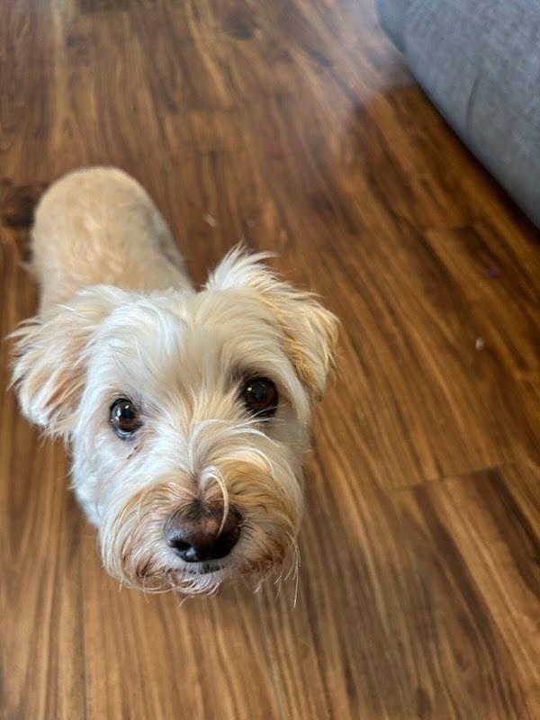 Enlarge Peanut (bonded with Sweetie), a Adoptable mixed breed in Knoxville, TN image 5/6