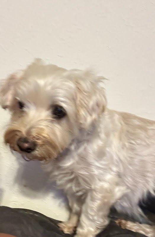 Enlarge Peanut (bonded with Sweetie), a Adoptable mixed breed in Knoxville, TN image 6/6