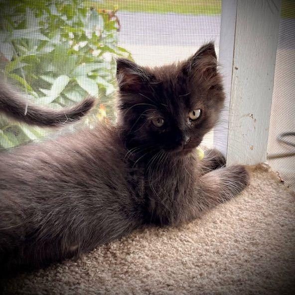 Louie