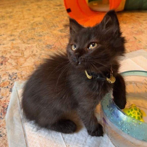 Louie, Baby Male unknown