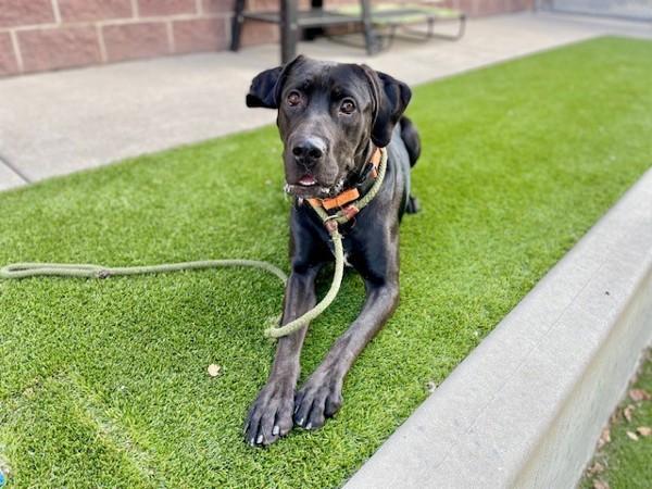 Enlarge *Beamer*, a Adoptable mixed breed in Salt Lake City, UT image 1/6