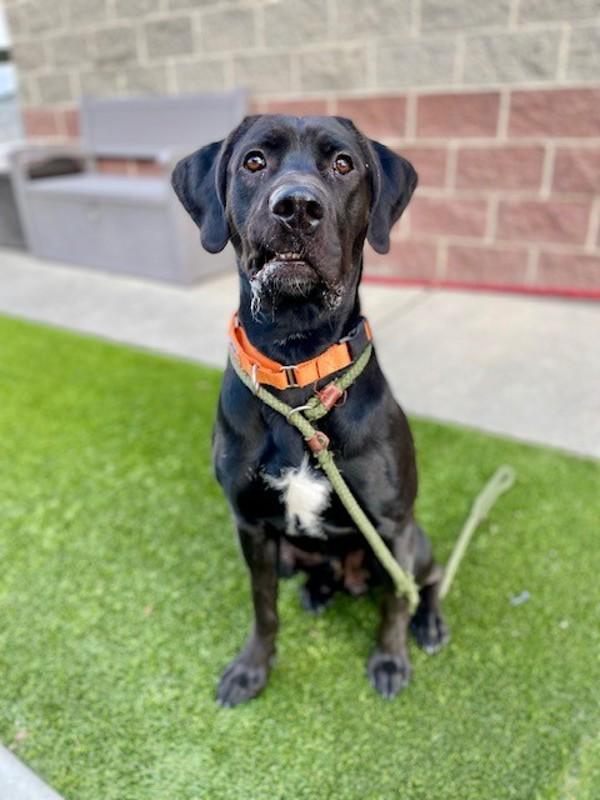 Enlarge *Beamer*, a Adoptable mixed breed in Salt Lake City, UT image 2/6