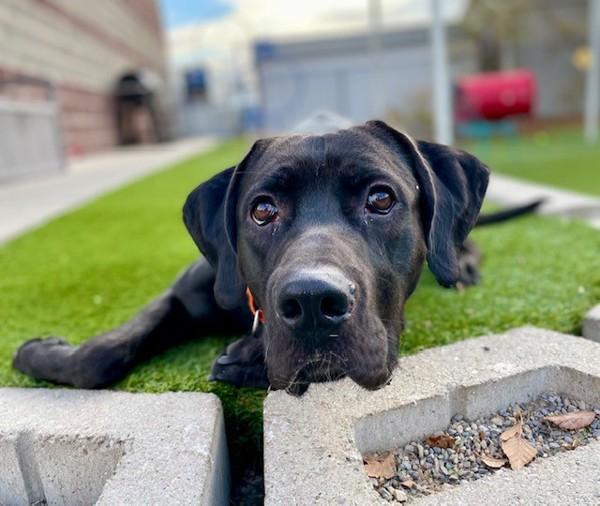 Enlarge *Beamer*, a Adoptable mixed breed in Salt Lake City, UT image 3/6