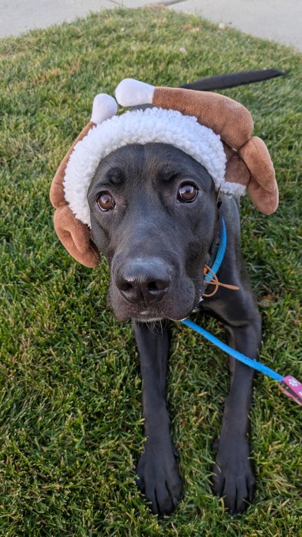 Enlarge *Beamer*, a Adoptable mixed breed in Salt Lake City, UT image 4/6