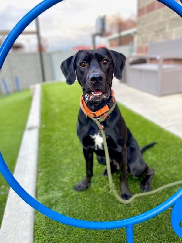 Enlarge *Beamer*, a Adoptable mixed breed in Salt Lake City, UT image 5/6