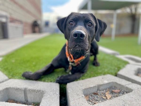 Enlarge *Beamer*, a Adoptable mixed breed in Salt Lake City, UT image 6/6