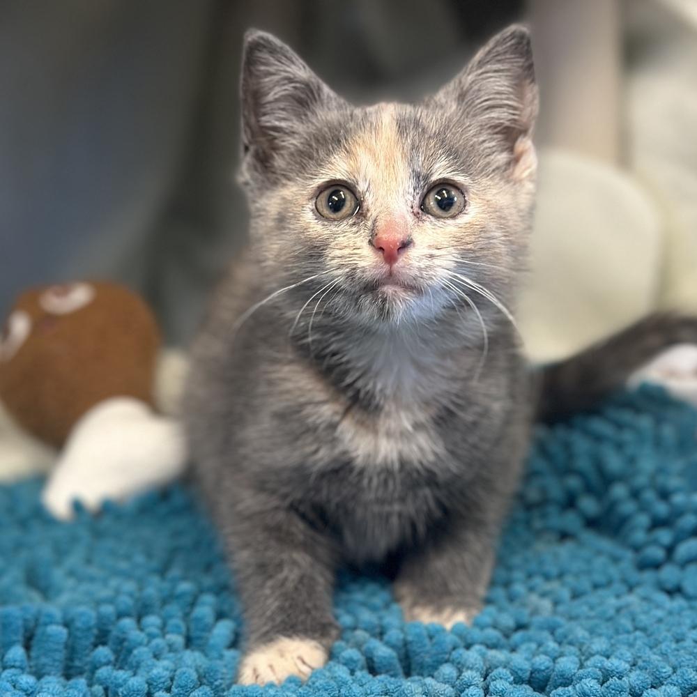 Dagny, a Adoptable mixed breed in Columbus, OH image 1/3