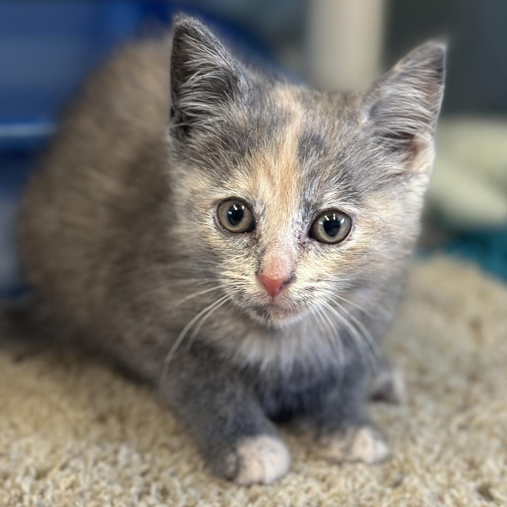 Dagny, a Adoptable mixed breed in Columbus, OH image 2/3