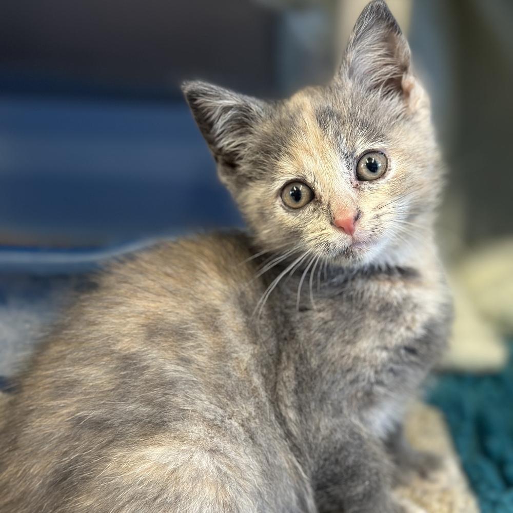 Dagny, a Adoptable mixed breed in Columbus, OH image 3/3