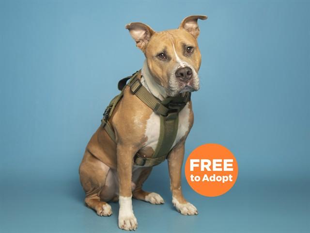 Enlarge ROWLAN, a Adoptable American Bulldog in Phoenix, AZ image 1/1