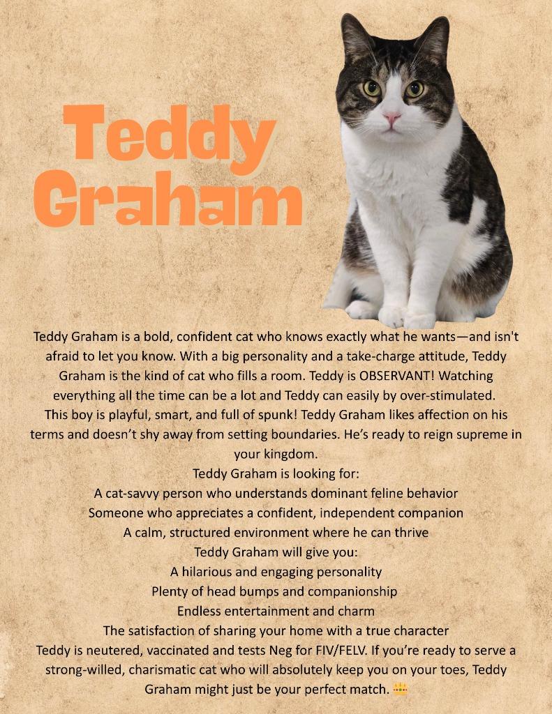 Teddy Graham, Adoptable, Adult Male Domestic Short Hair.