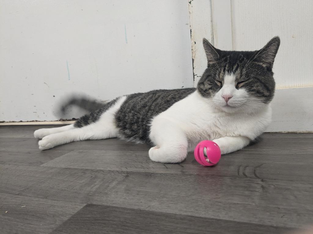 Teddy Graham, a Adoptable mixed breed in Meriden, CT image 2/3