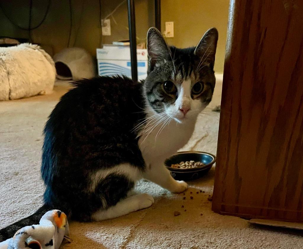 Teddy Graham, a Adoptable mixed breed in Meriden, CT image 3/3