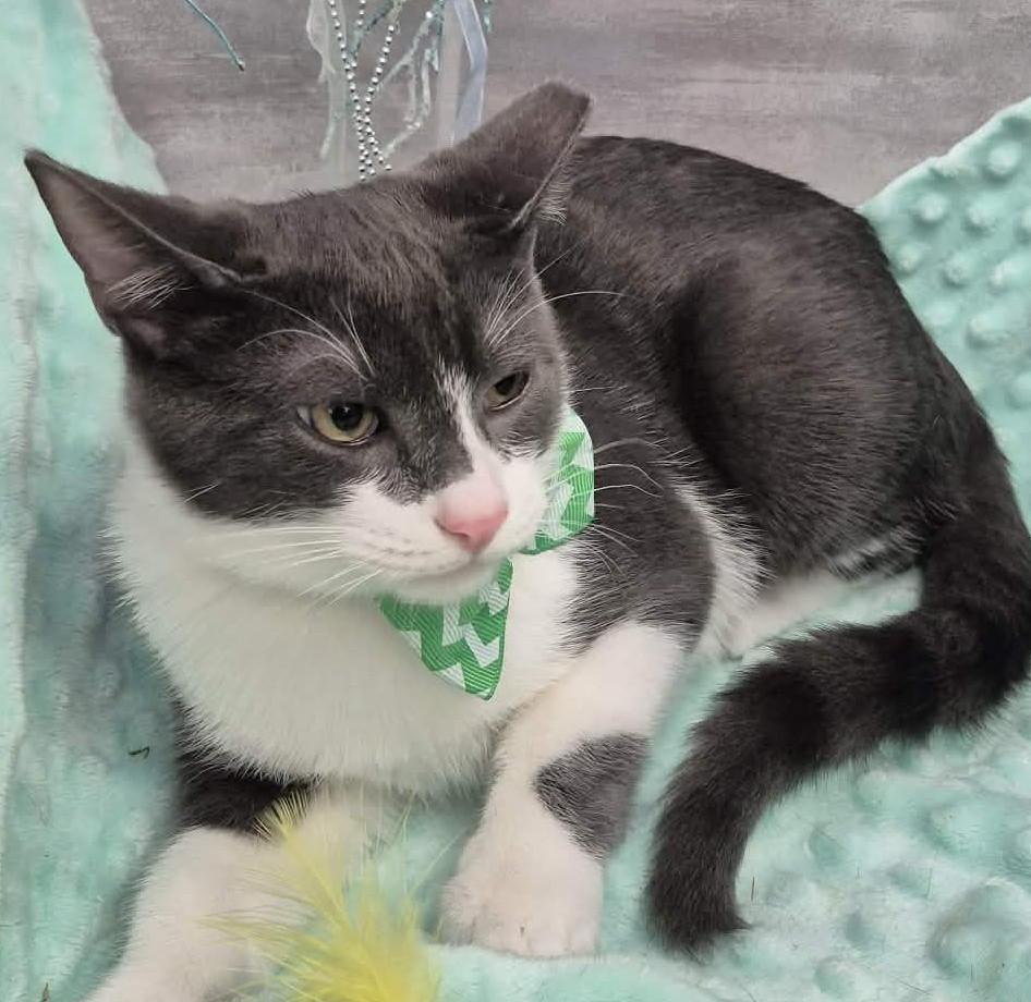 Enlarge Jack, a Adoptable Domestic Short Hair in Ocean Springs, MS image 4/4