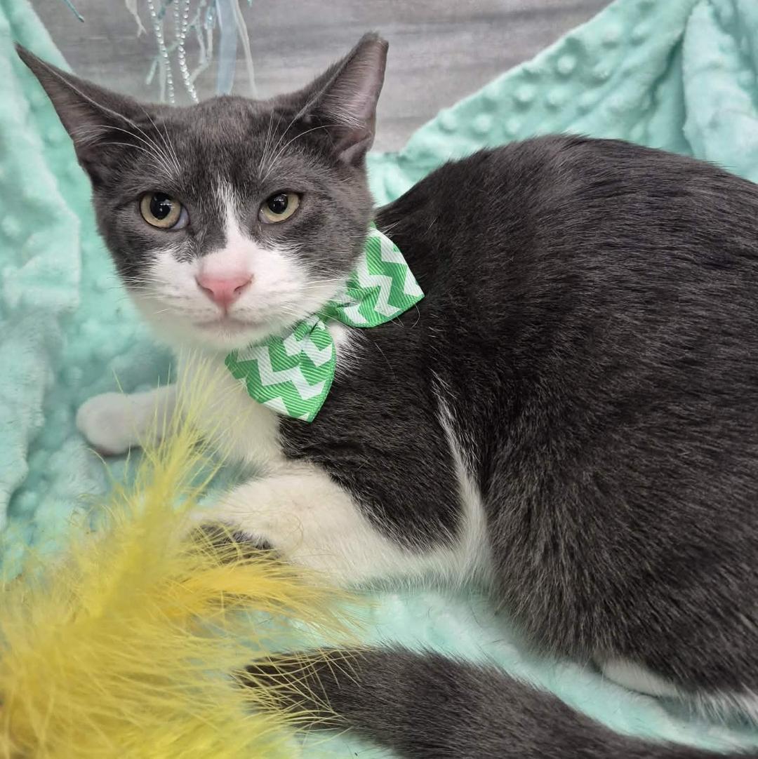 Enlarge Jack, a Adoptable Domestic Short Hair in Ocean Springs, MS image 2/4
