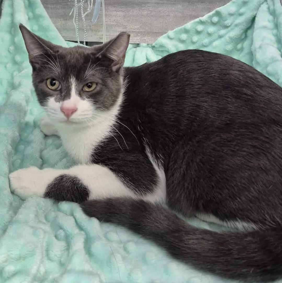 Enlarge Jack, a Adoptable Domestic Short Hair in Ocean Springs, MS image 3/4