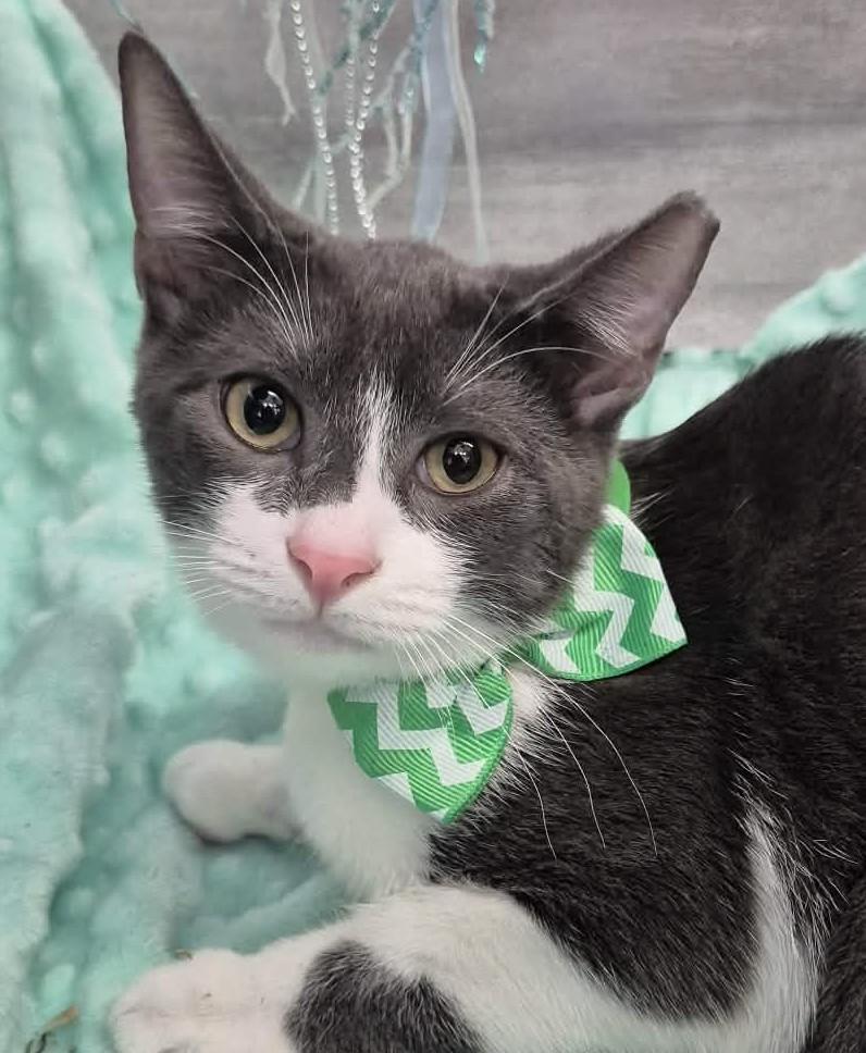 Jack, Adoptable, Kitten Male Domestic Short Hair.