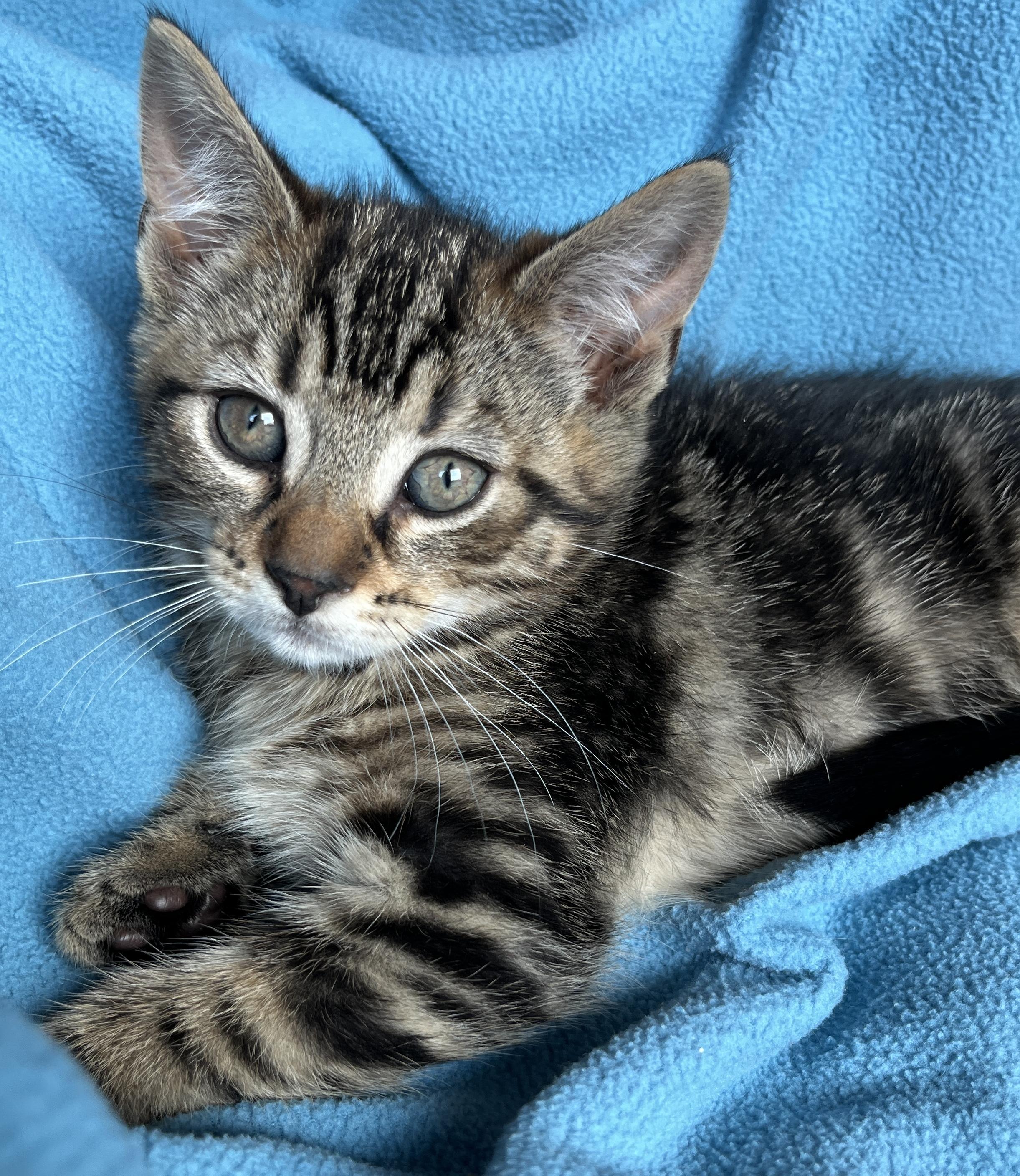 Fergy, ADOPTABLE, Kitten Female Tabby.