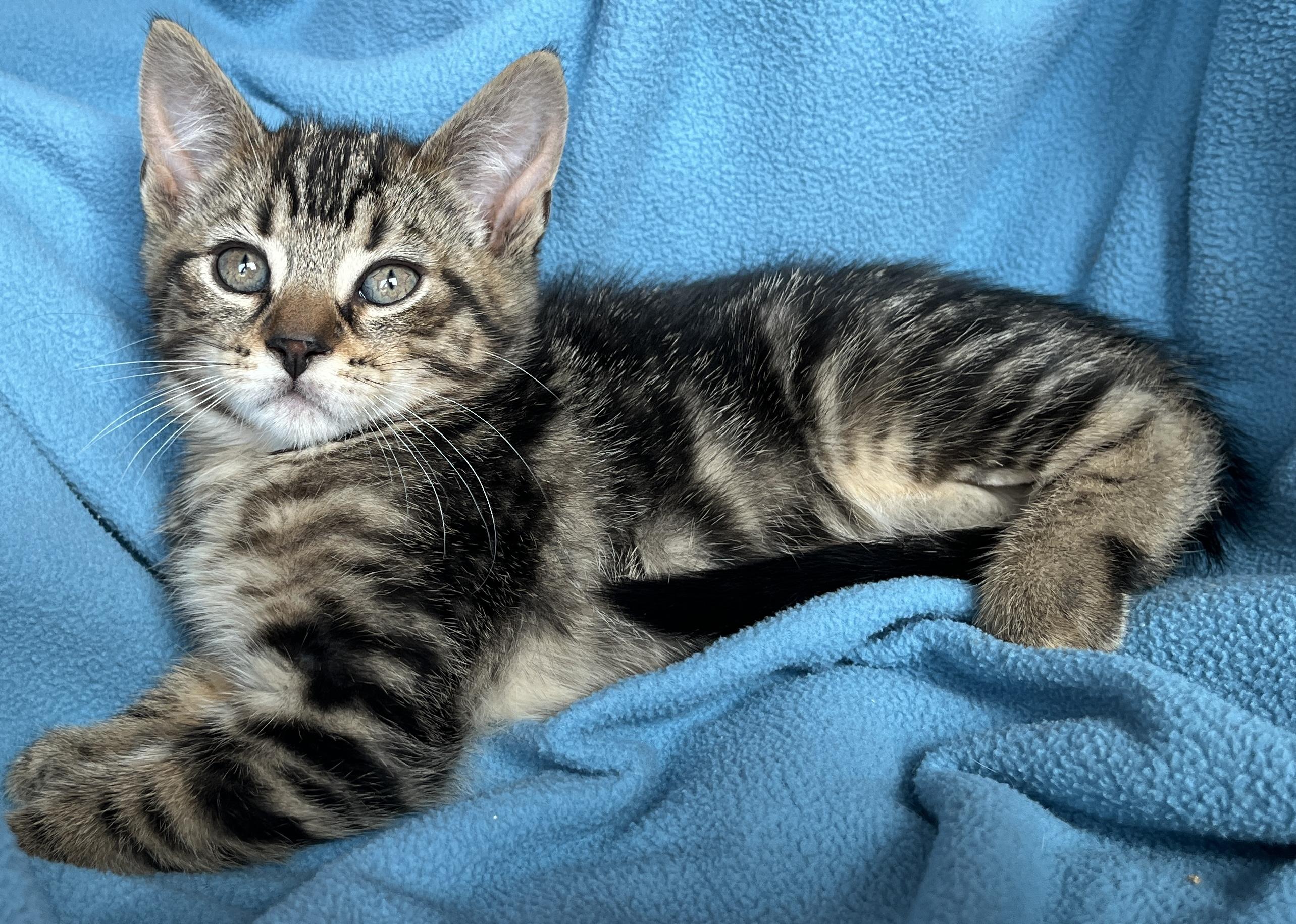 Enlarge Fergy, a ADOPTABLE Tabby in Lake Oswego, OR image 2/2
