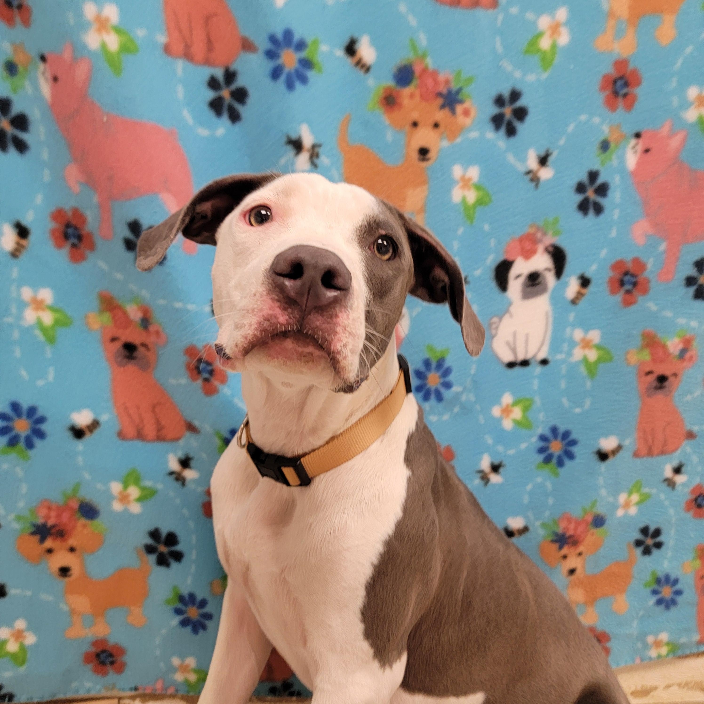 Nova