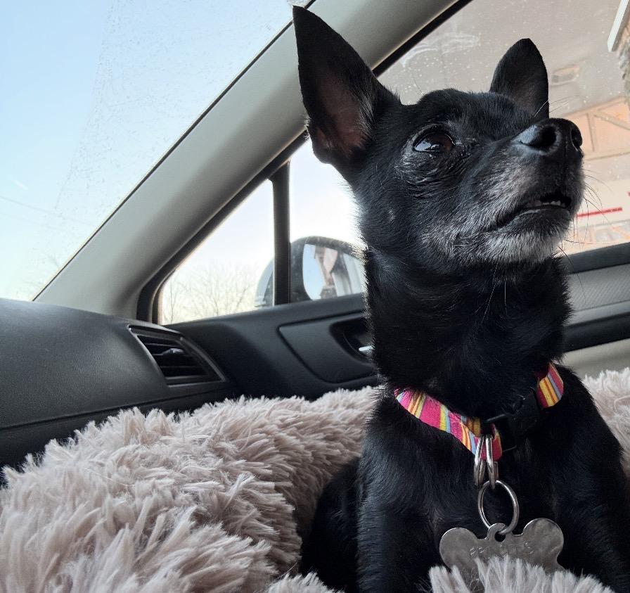 Enlarge Cookie, a ADOPTABLE Chihuahua in Lincoln University, PA image 3/3