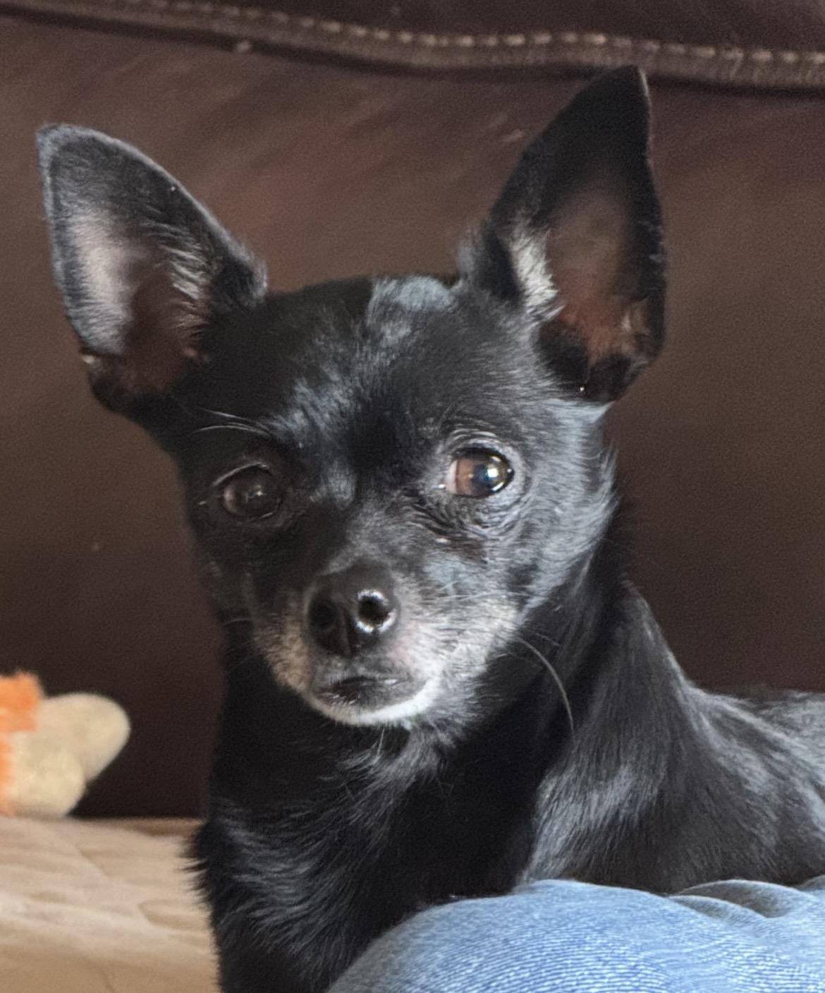 Cookie, ADOPTABLE, Adult Female Chihuahua.