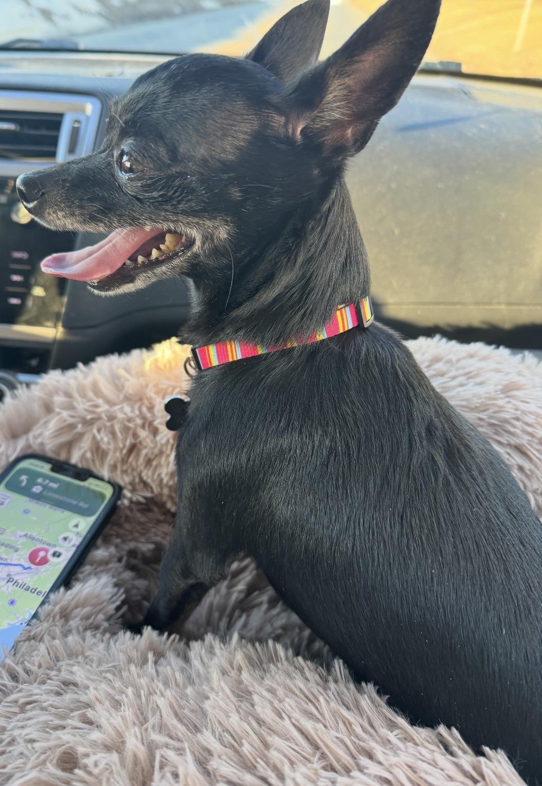 Enlarge Cookie, a ADOPTABLE Chihuahua in Lincoln University, PA image 2/3