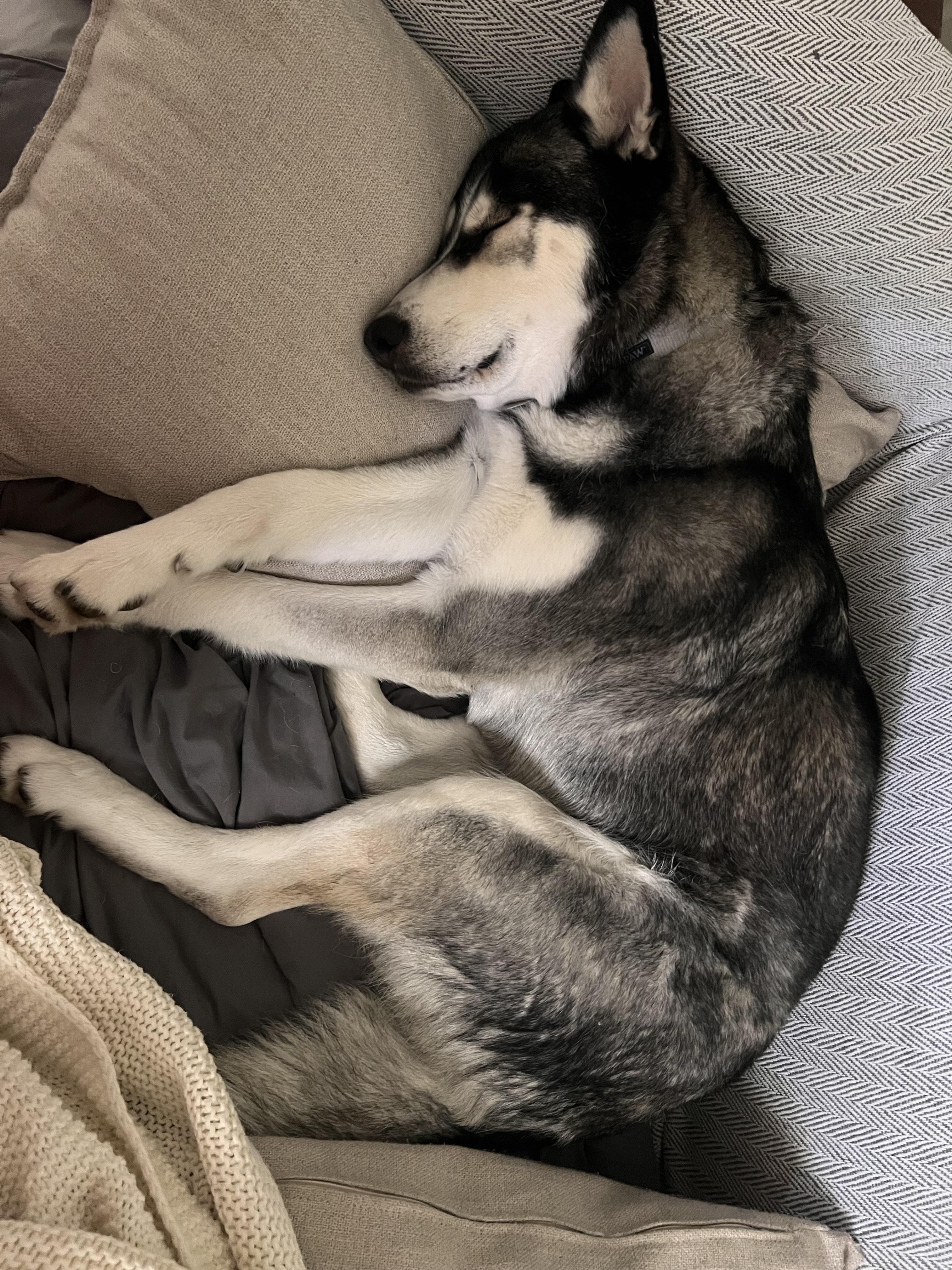 Luna (In a Foster Home)