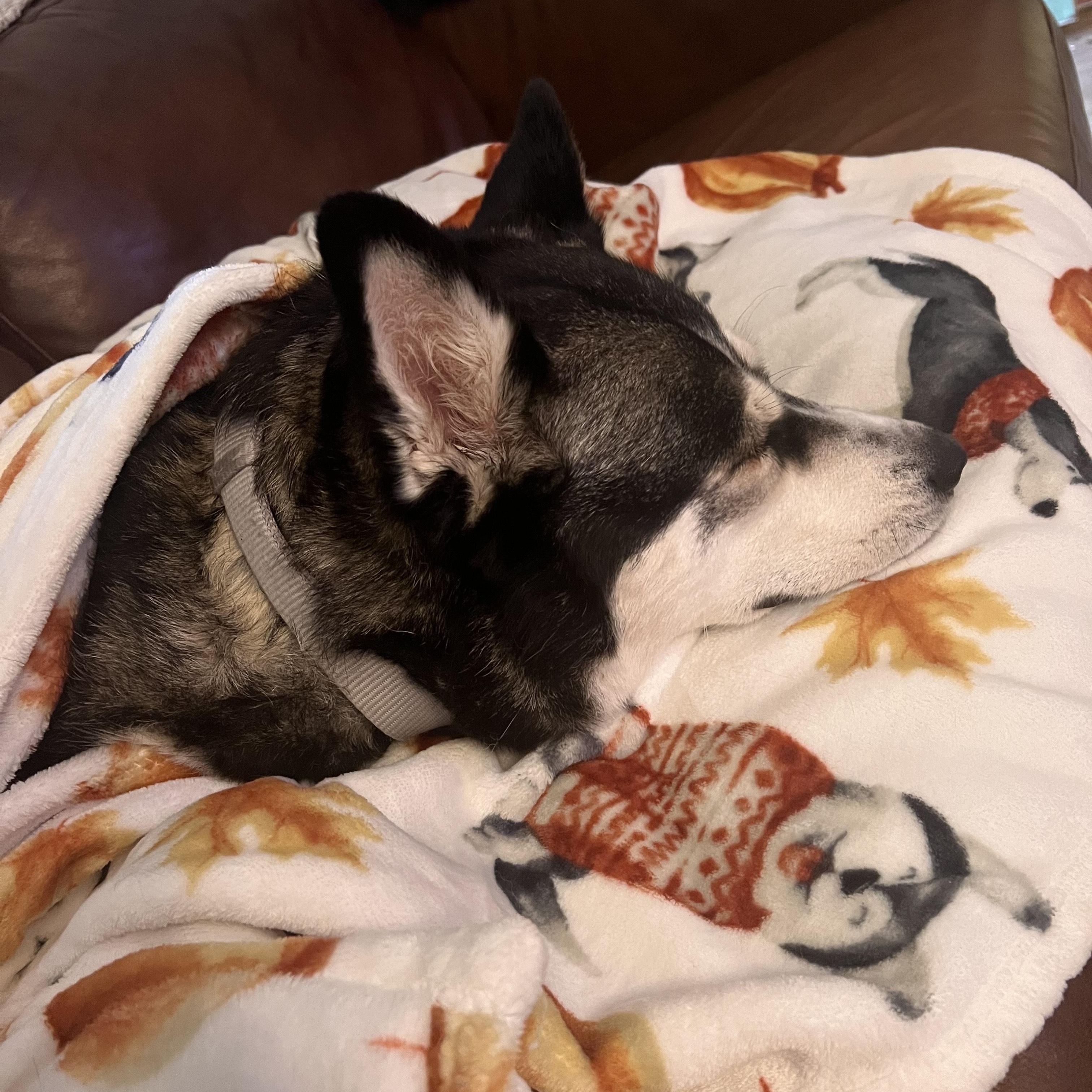 Luna (In a Foster Home)