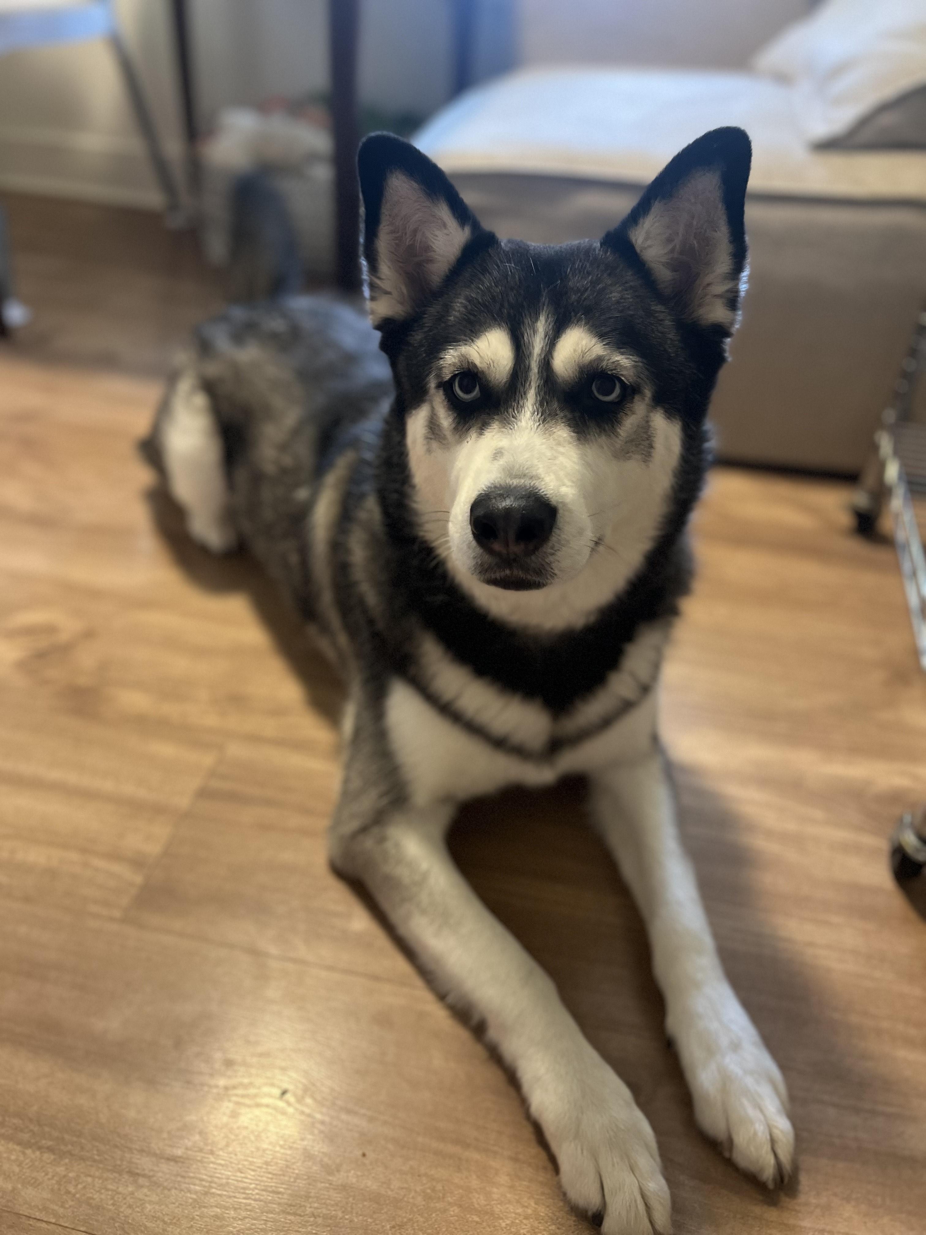 Luna (In a Foster Home)