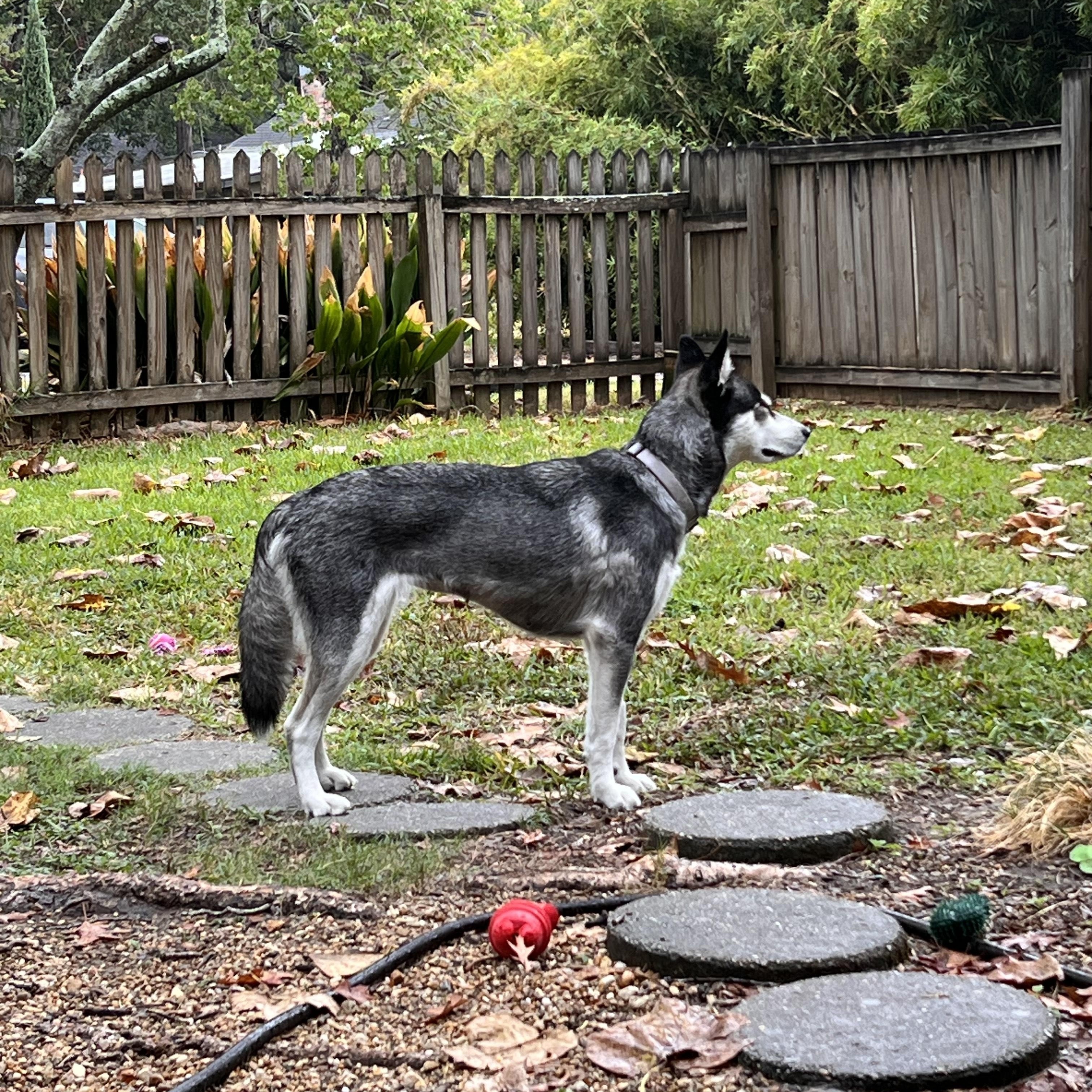 Luna (In a Foster Home)