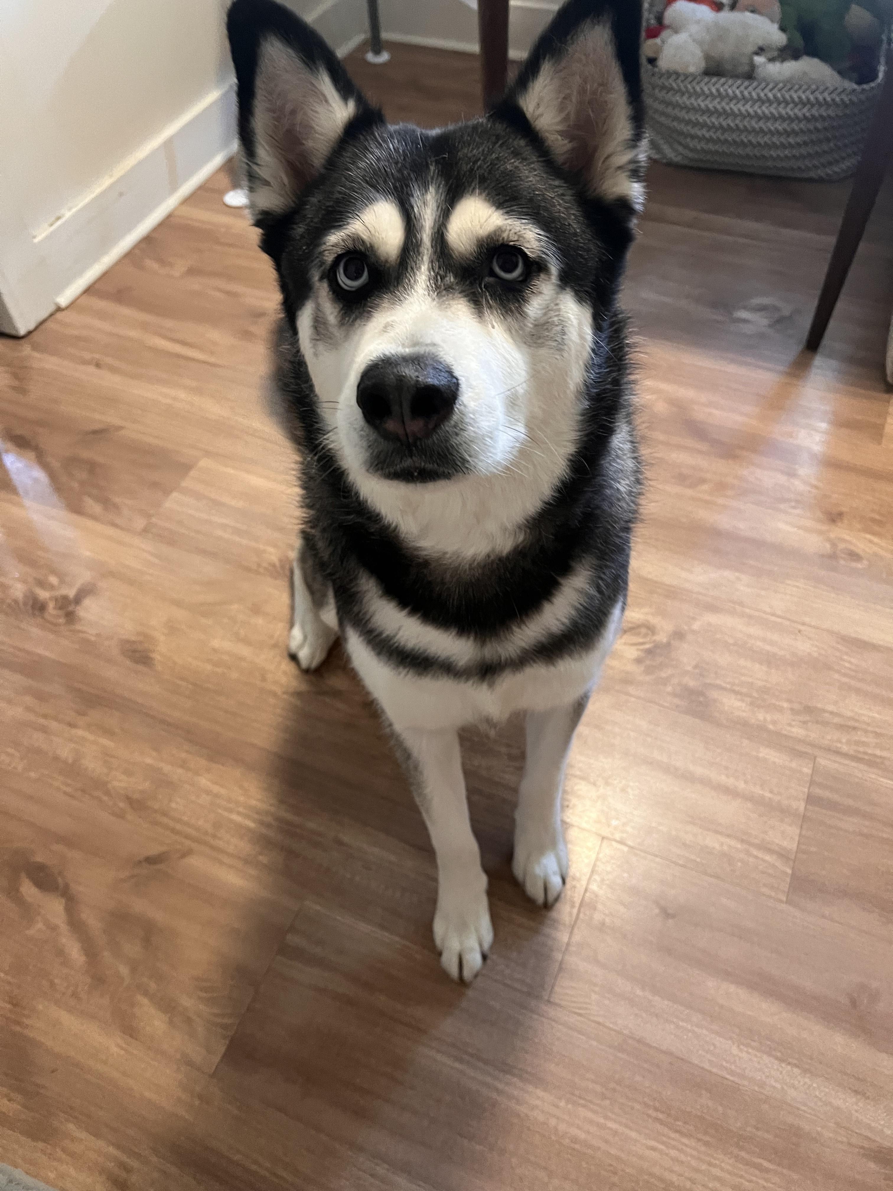 Luna (In a Foster Home)