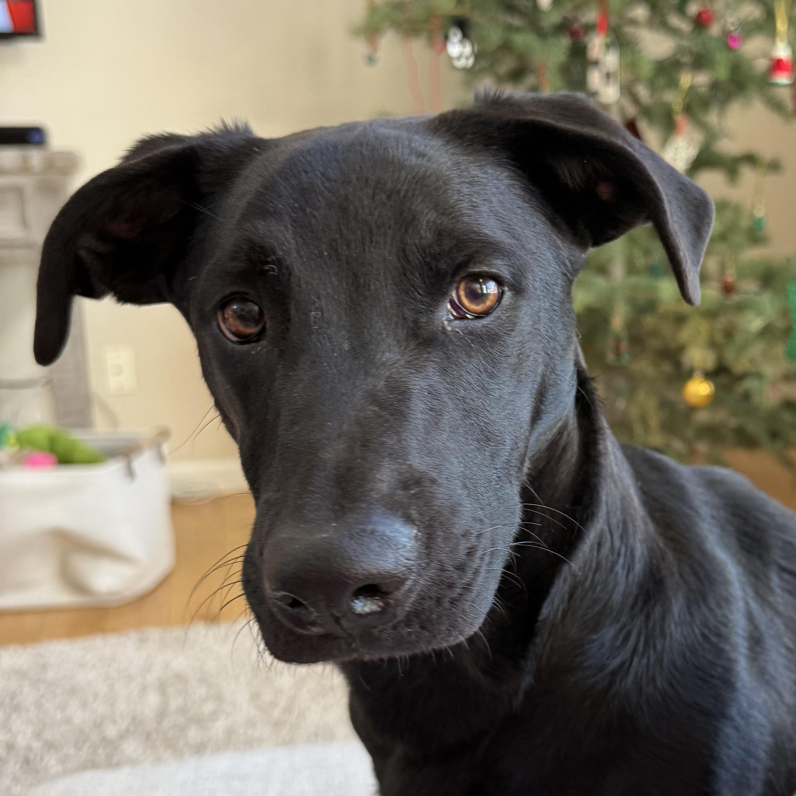 Buster, adopted, Puppy Male Dachshund & Black Labrador Retriever.