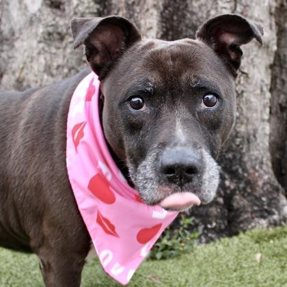 Pumkin, Adoptable, Adult Female Mixed Breed & Mixed Breed.