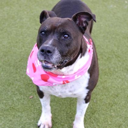 Enlarge Pumkin, a Adoptable mixed breed in Largo, FL image 2/2