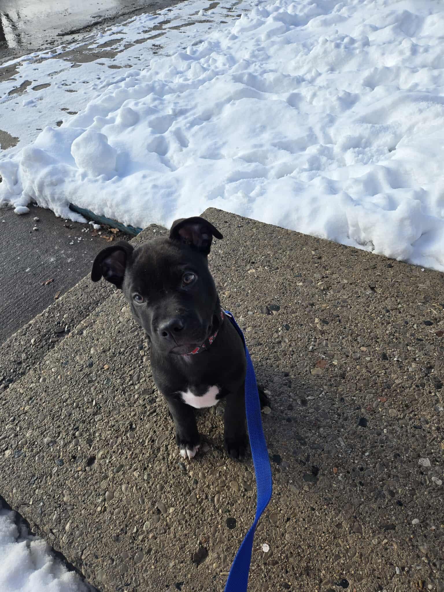 Jax, a ADOPTABLE mixed breed in London, ON image 2/6