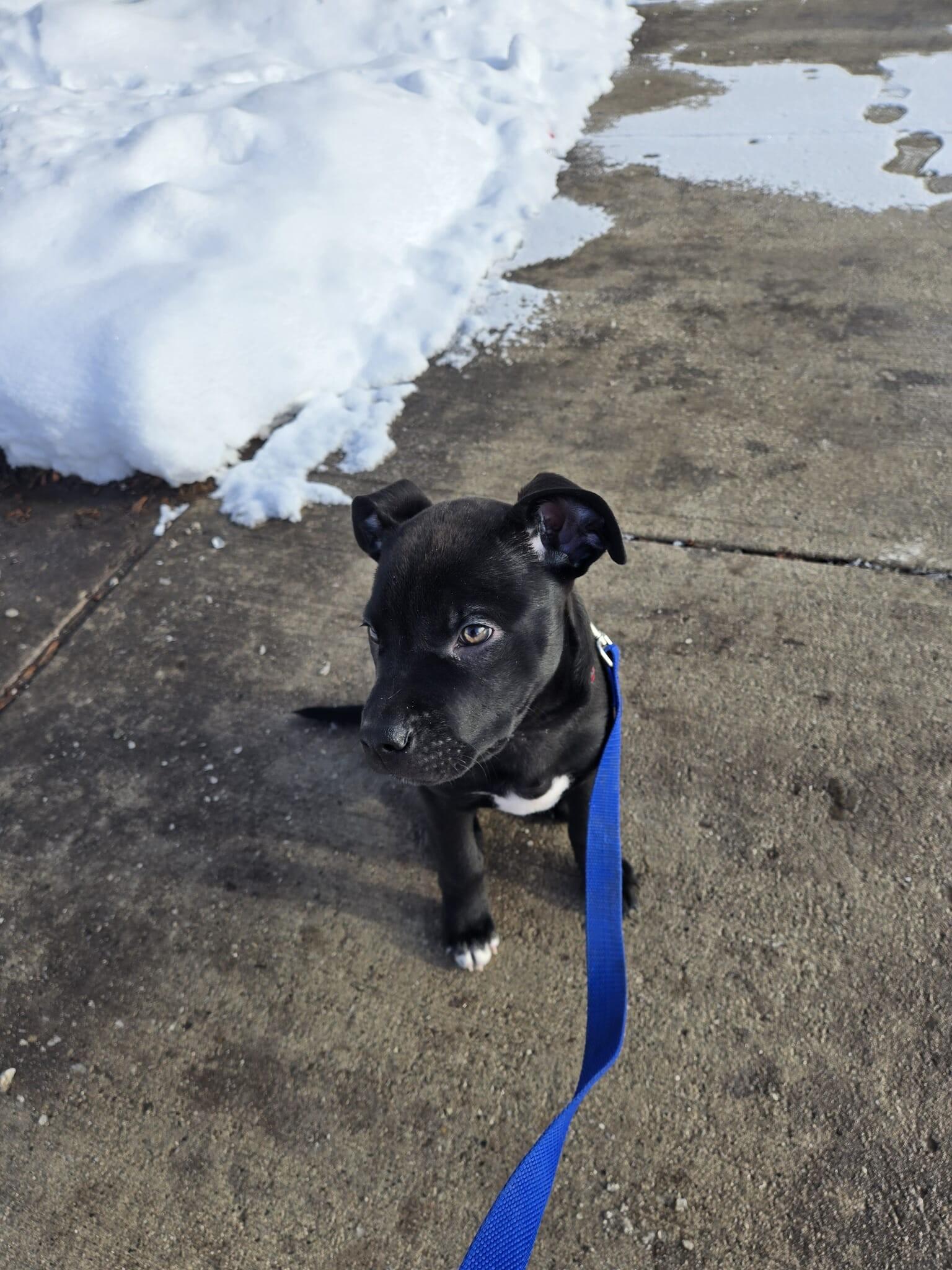 Jax, a ADOPTABLE mixed breed in London, ON image 3/6