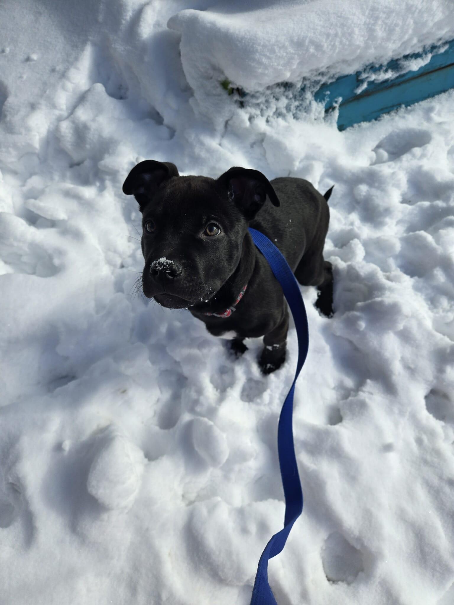 Jax, a ADOPTABLE mixed breed in London, ON image 4/6