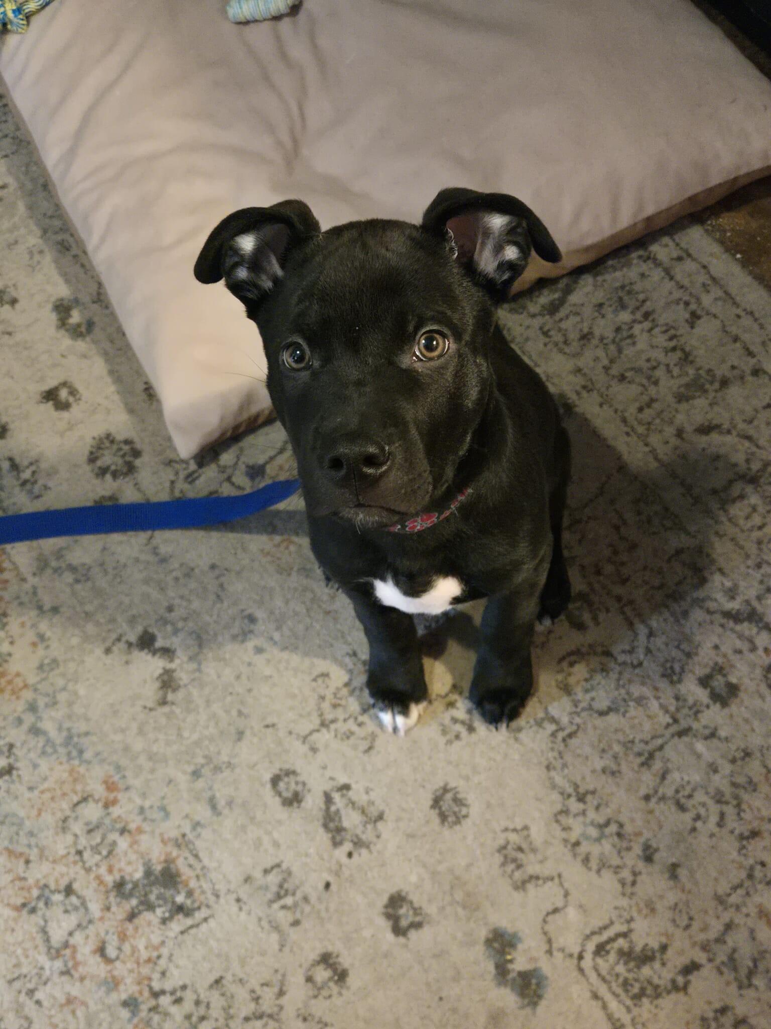 Jax, a ADOPTABLE mixed breed in London, ON image 5/6