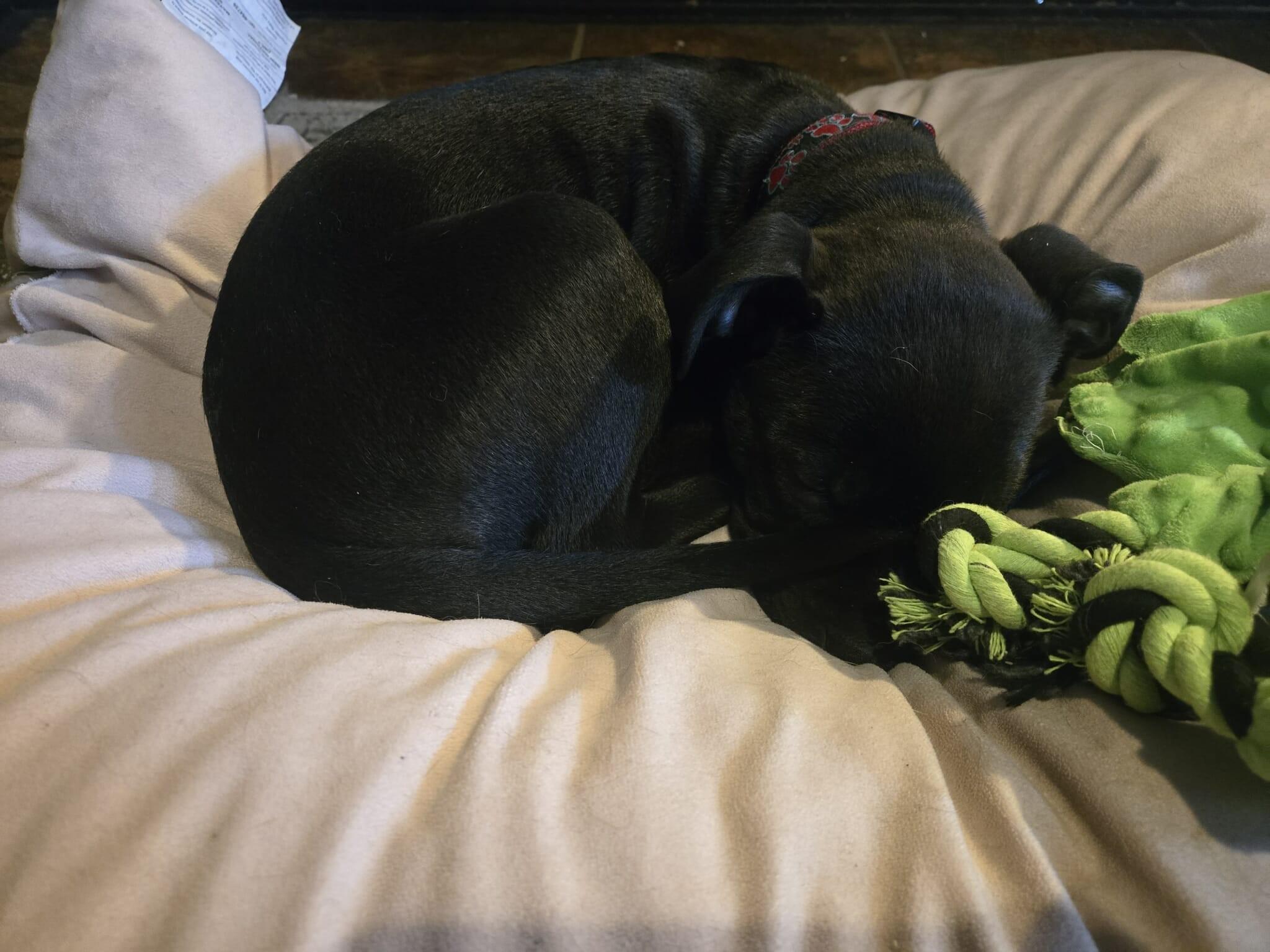 Jax, a ADOPTABLE mixed breed in London, ON image 6/6