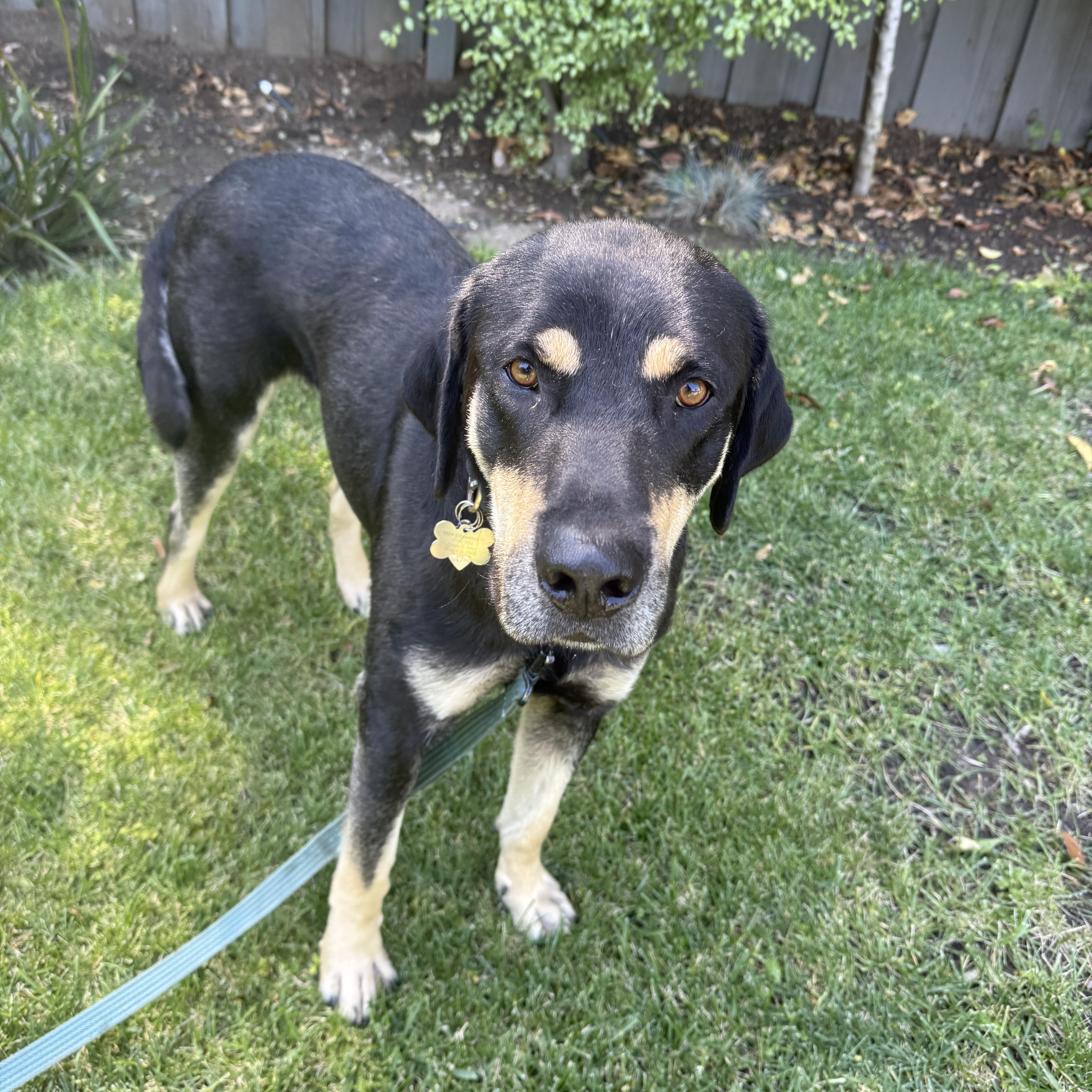 Harley, an adopted Labrador Retriever in Hayward, CA image 5/6