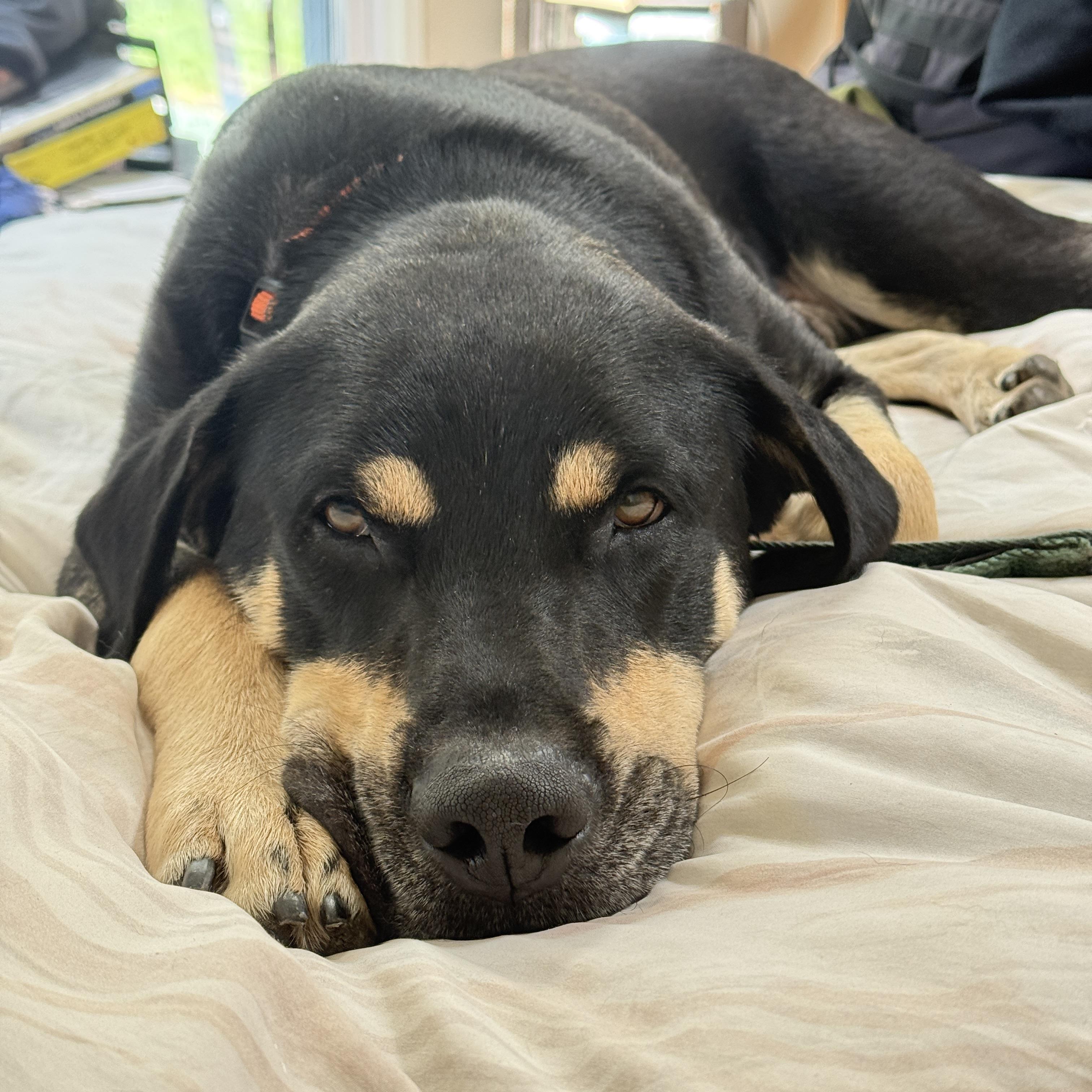 Harley, an adopted Labrador Retriever in Hayward, CA image 2/6
