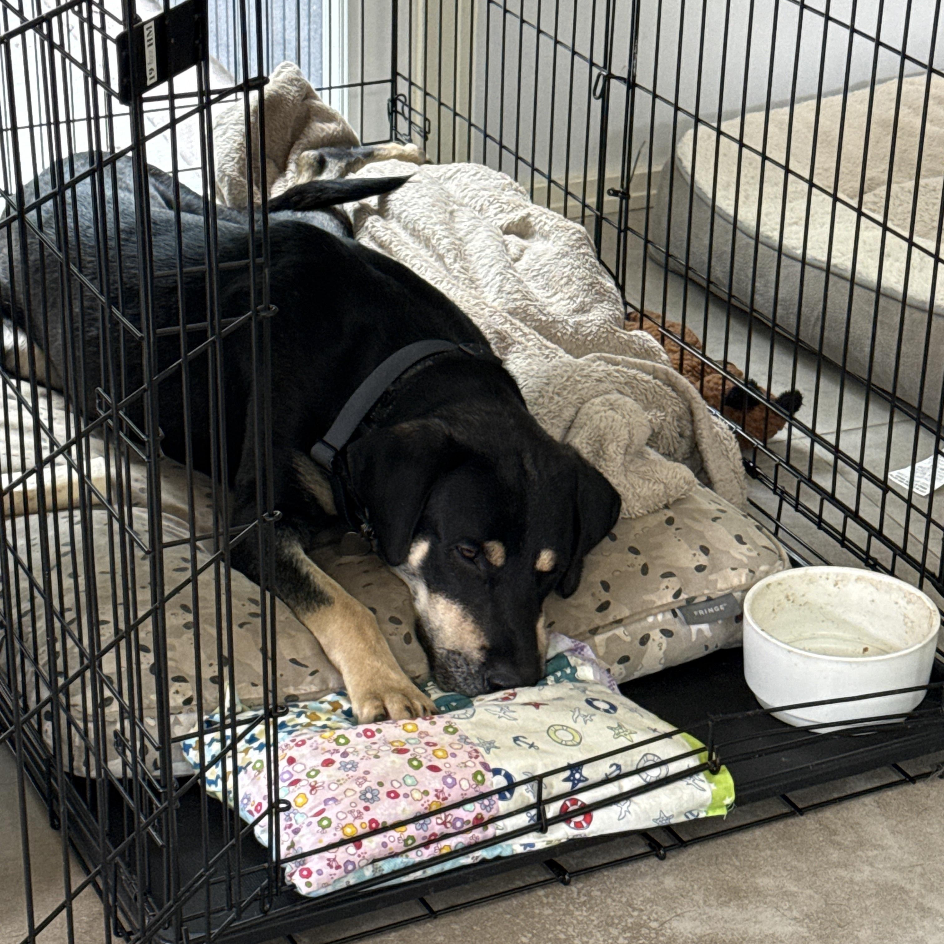 Harley, an adopted Labrador Retriever in Hayward, CA image 6/6