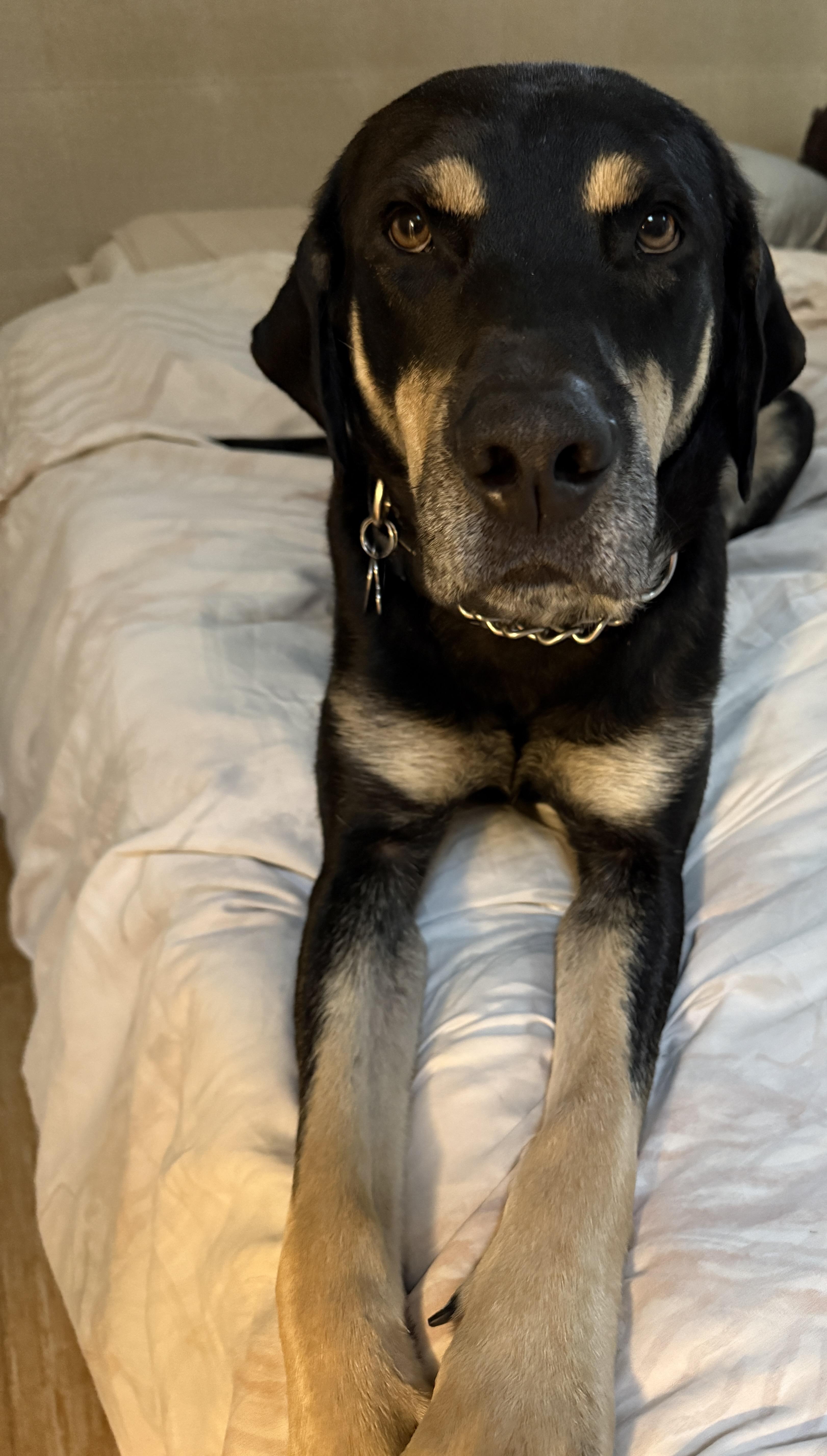 Harley, adopted, Adult Male Labrador Retriever.