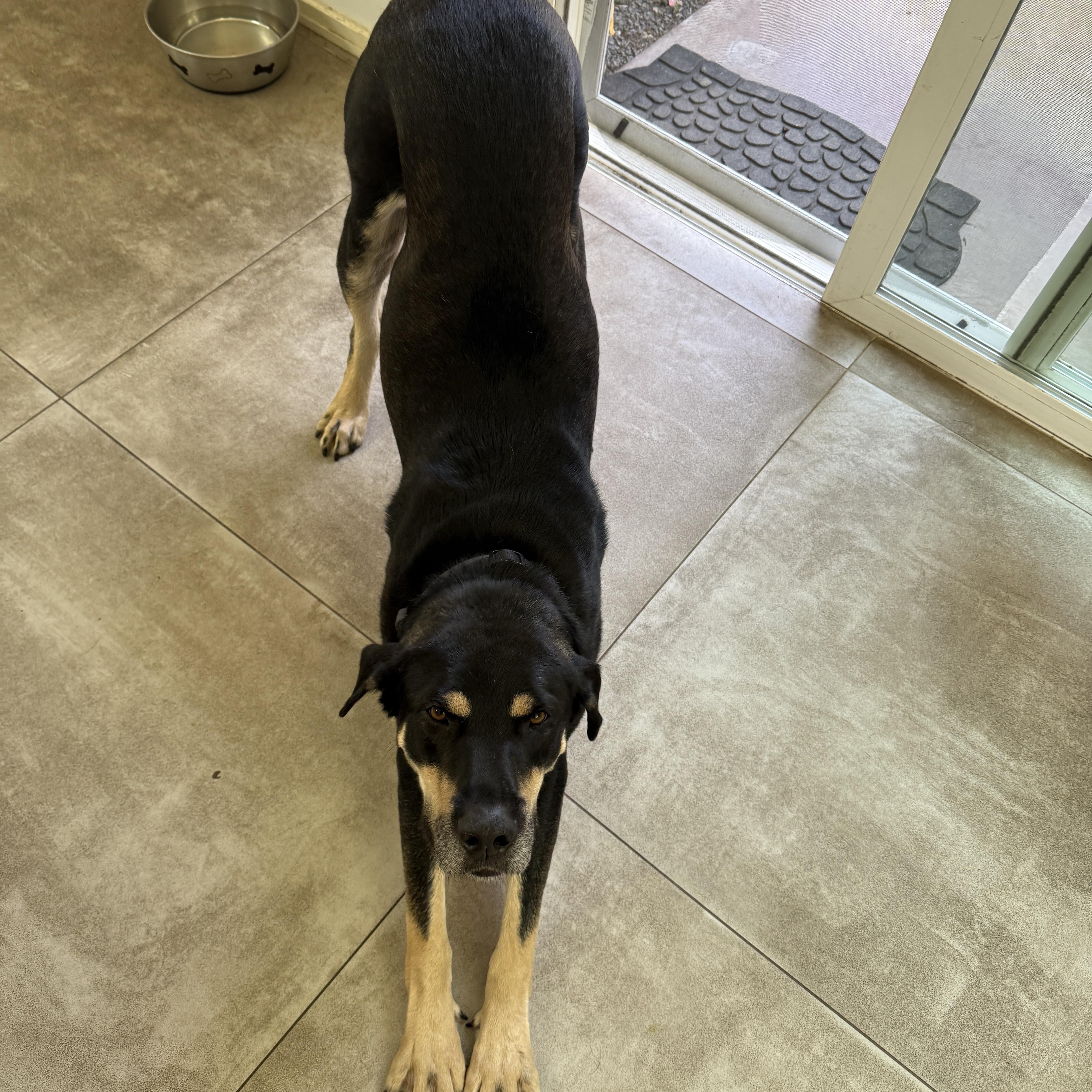 Harley, an adopted Labrador Retriever in Hayward, CA image 3/6